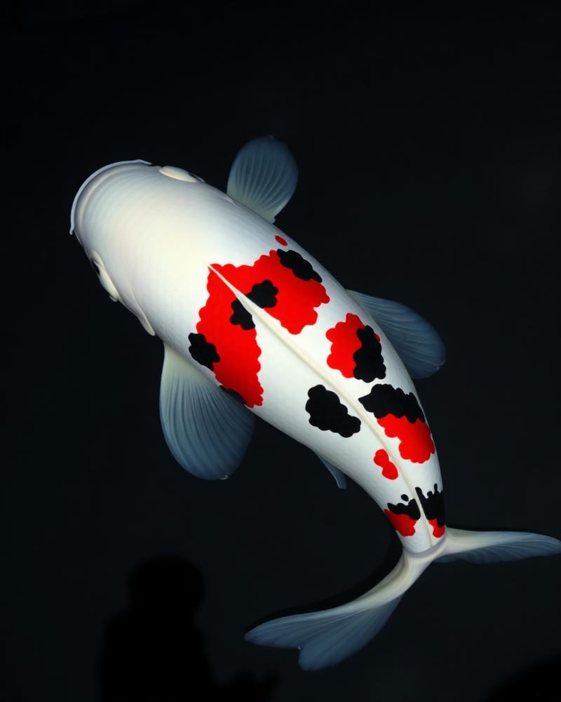 Medium-sized Showa Sanshoku koi swimming in clear water