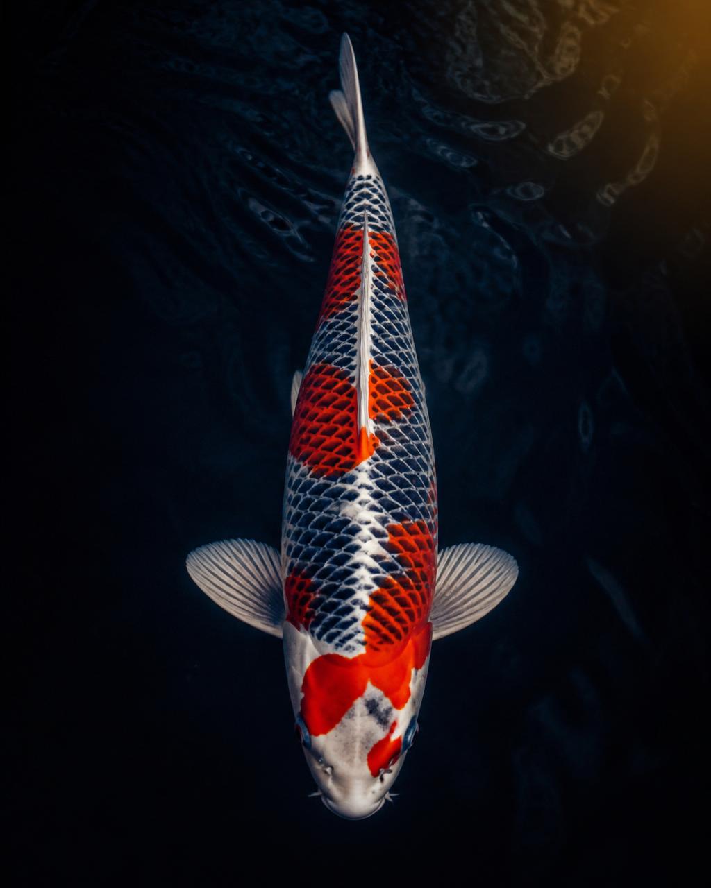 Goshiki koi displaying a five-colour indigo-netted pattern with red overlay, photographed on deep water at Maple Crown Koi.