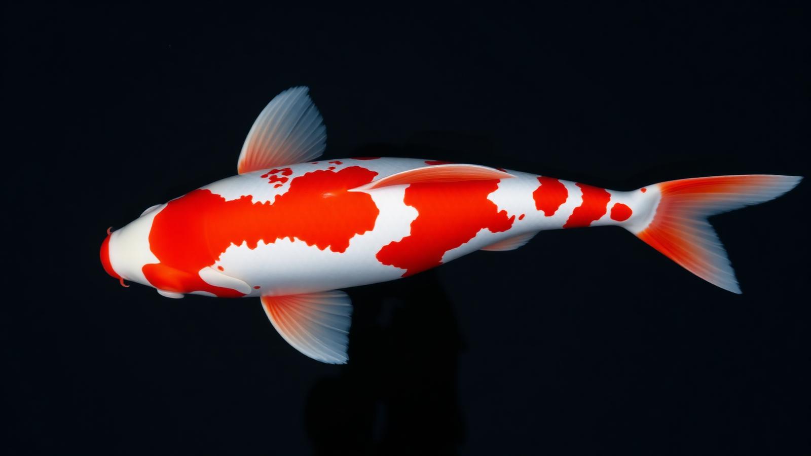 Top-down view of a single high-grade Kohaku koi showing body conformation, skin lustre and crisp pattern edges