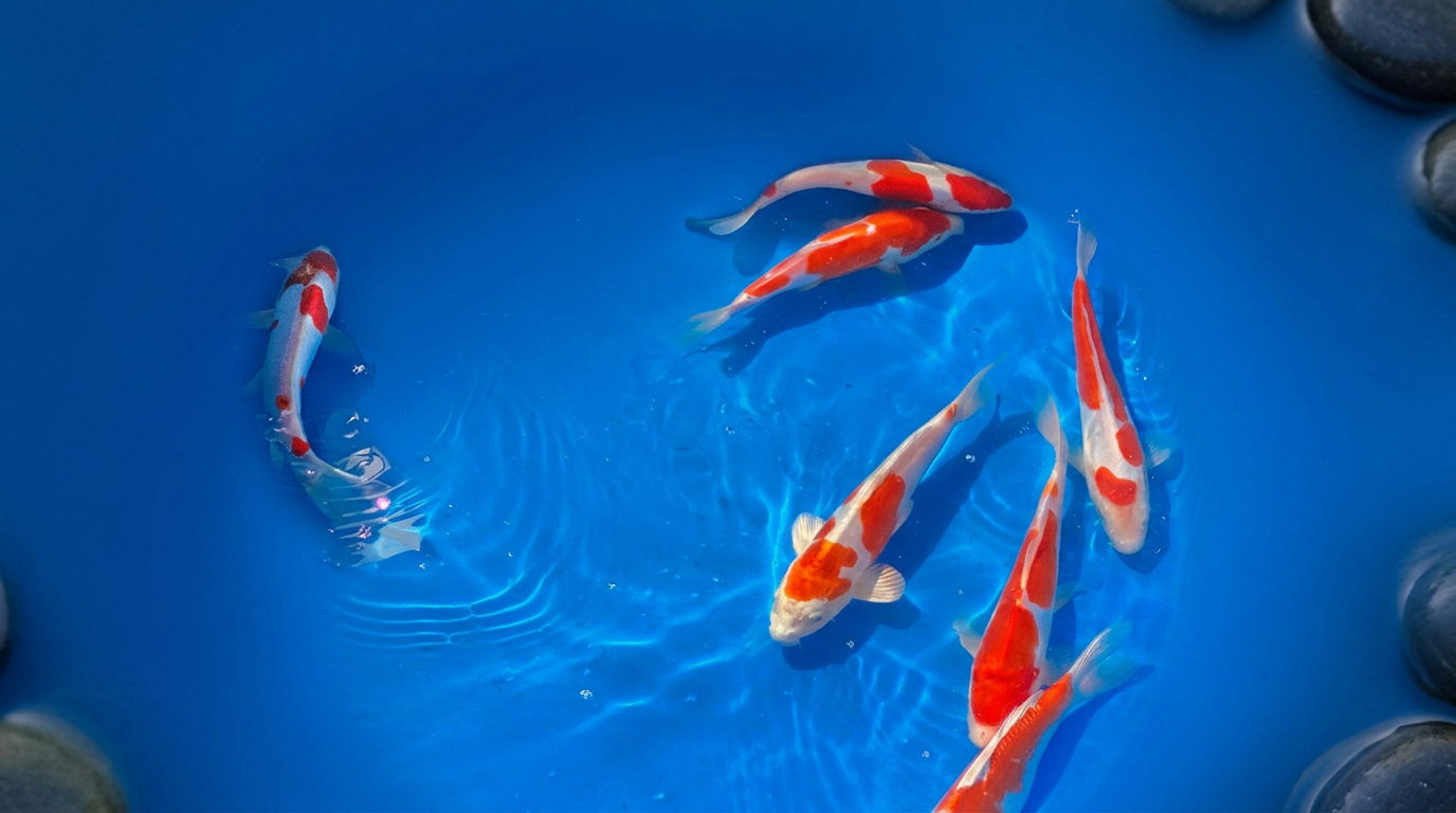 Top-down view of Kohaku koi of different sizes and grades in clear blue water, illustrating koi price tiers in Canada