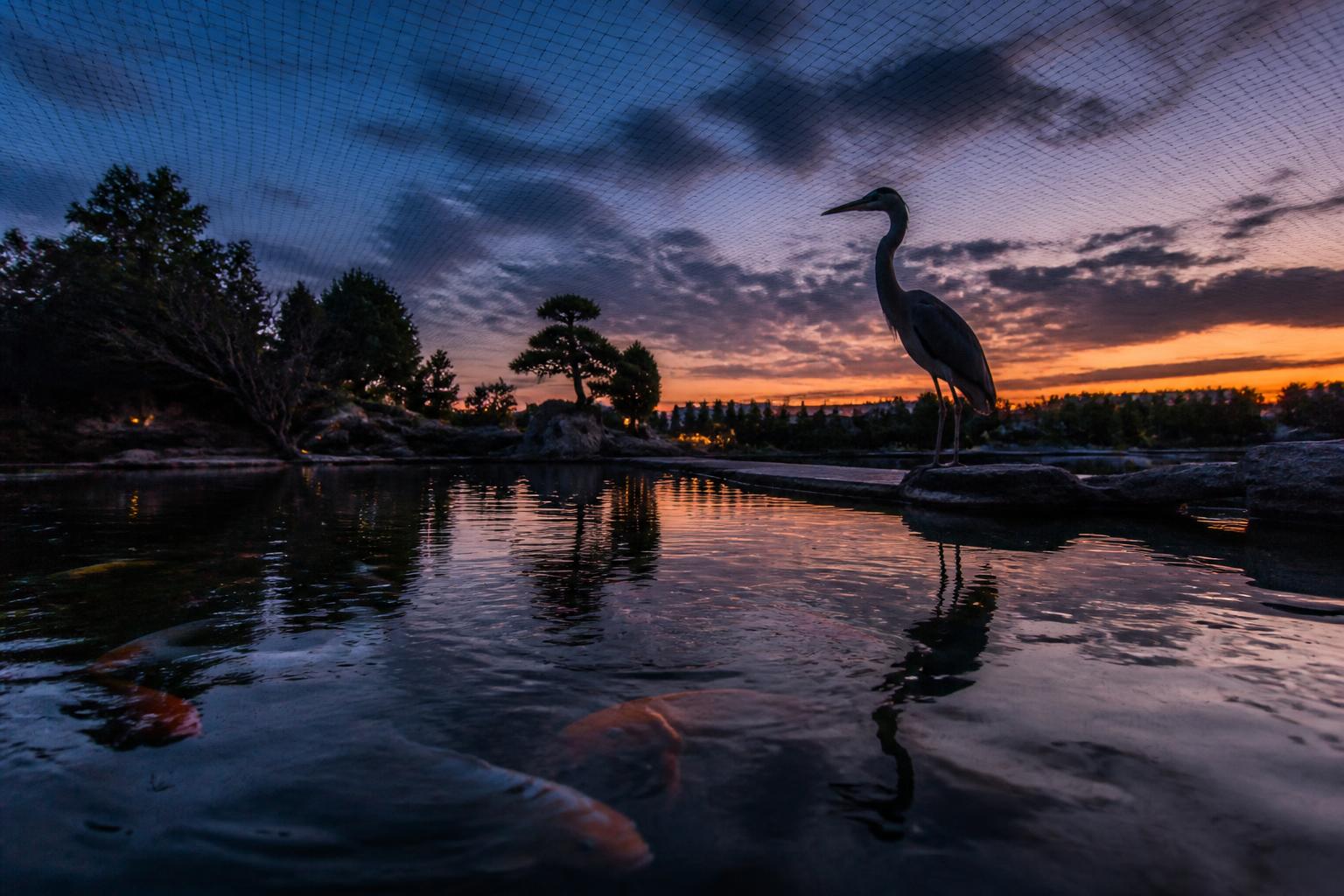 A backyard koi pond protected by a black mesh cover with a great blue heron standing nearby