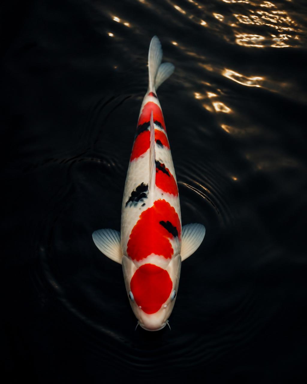 Taisho Sanke koi for sale in Toronto and Markham