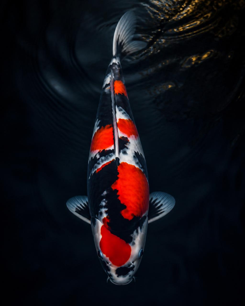 Showa Sanshoku koi for sale in Toronto and Markham