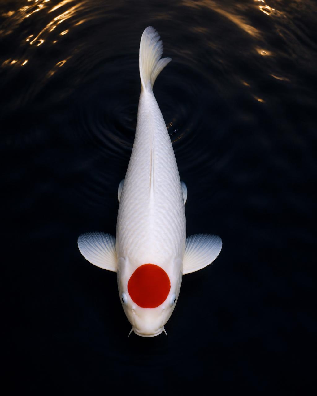 Tancho koi with a single crimson circle on a pure white head, symbolic Japanese koi hand-picked by Maple Crown Koi.