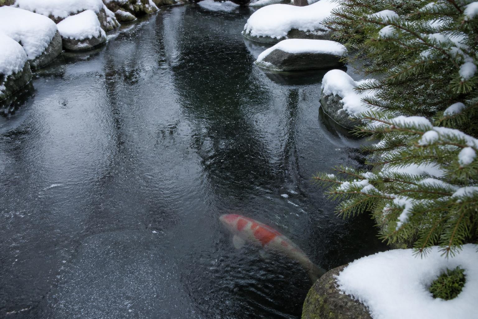 A snow-covered Canadian koi pond with a de-icer and koi visible beneath the clear water